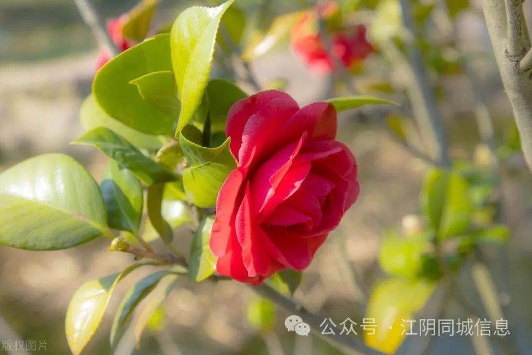 养殖茶花技术要求_养殖茶花技术与管理_茶花养殖技术