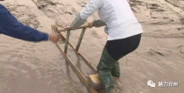 望潮养殖技术_望潮可以养吗_望潮海鲜