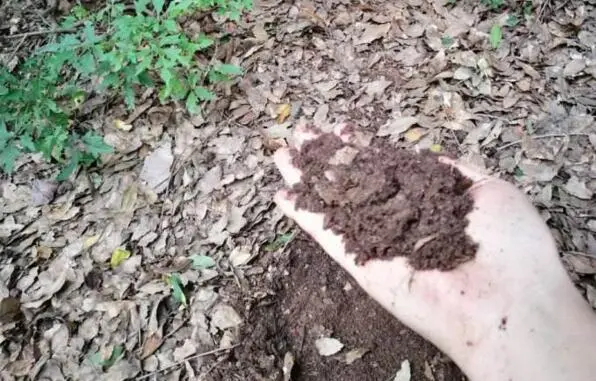 种植鸡毛菜致富_种植鸡毛菜方法_种鸡毛菜视频