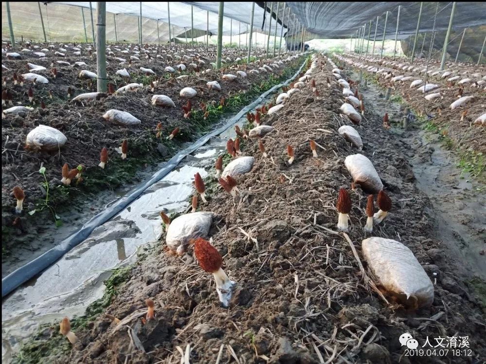 羊肚菌蘑菇的种植方法_羊肚蘑养殖技术_羊肚蘑种植方法