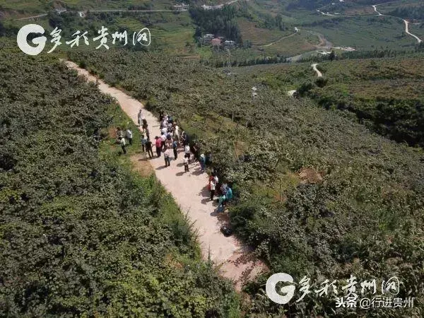 秋后喜算丰收账！红心猕猴桃里的“三变”之变