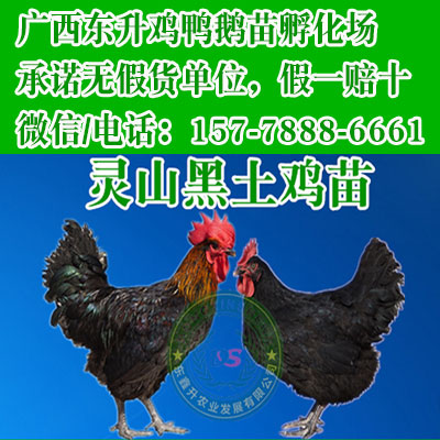 青岛孔雀苗-养鸡回收是真的吗-麻鸭苗图片