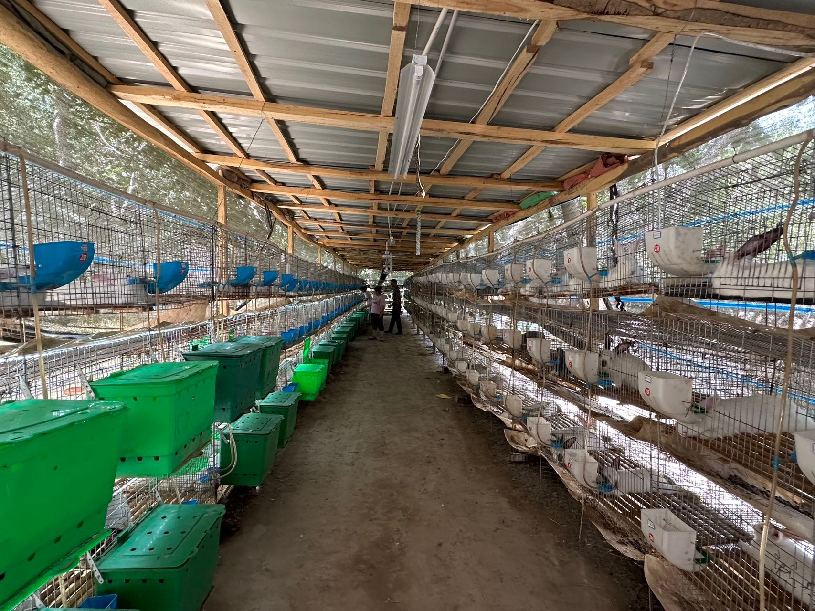 新疆墨玉：肉兔养殖助农“蹦”上致富路