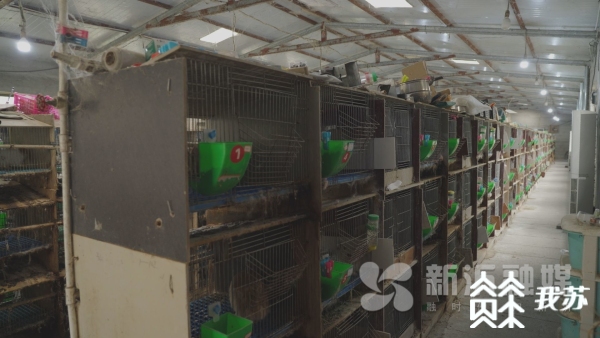 致富经兔子养殖_致富兔养殖_致富经养兔致富视频