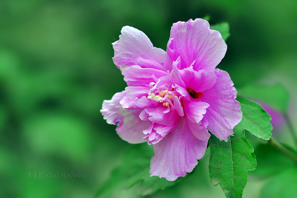 木槿花怎么养？盆栽木槿花的养殖方法