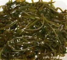 海带的人工养殖技术以及管理方法