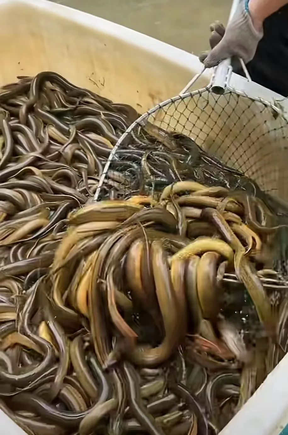 养殖冬季黄鳝技术要点_冬季黄鳝养殖技术_养殖冬季黄鳝技术视频
