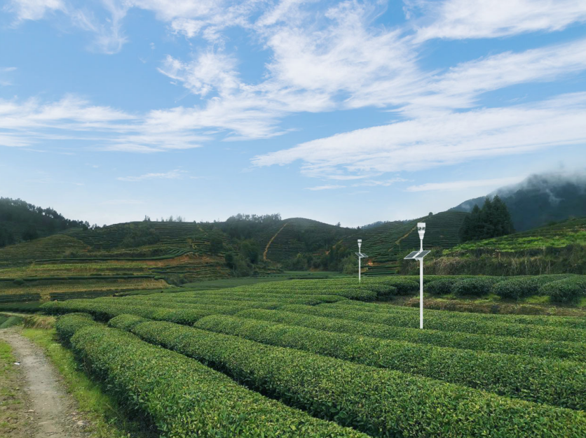 他带领村民种茶致富，发展“智慧茶园”只做有机岩茶
