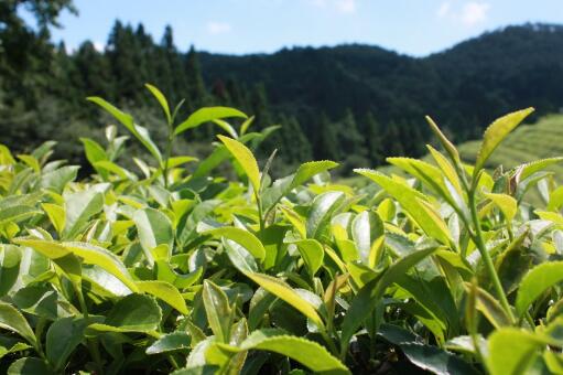 绿茶种植成本与利润_致富绿茶种植方法_种植绿茶致富