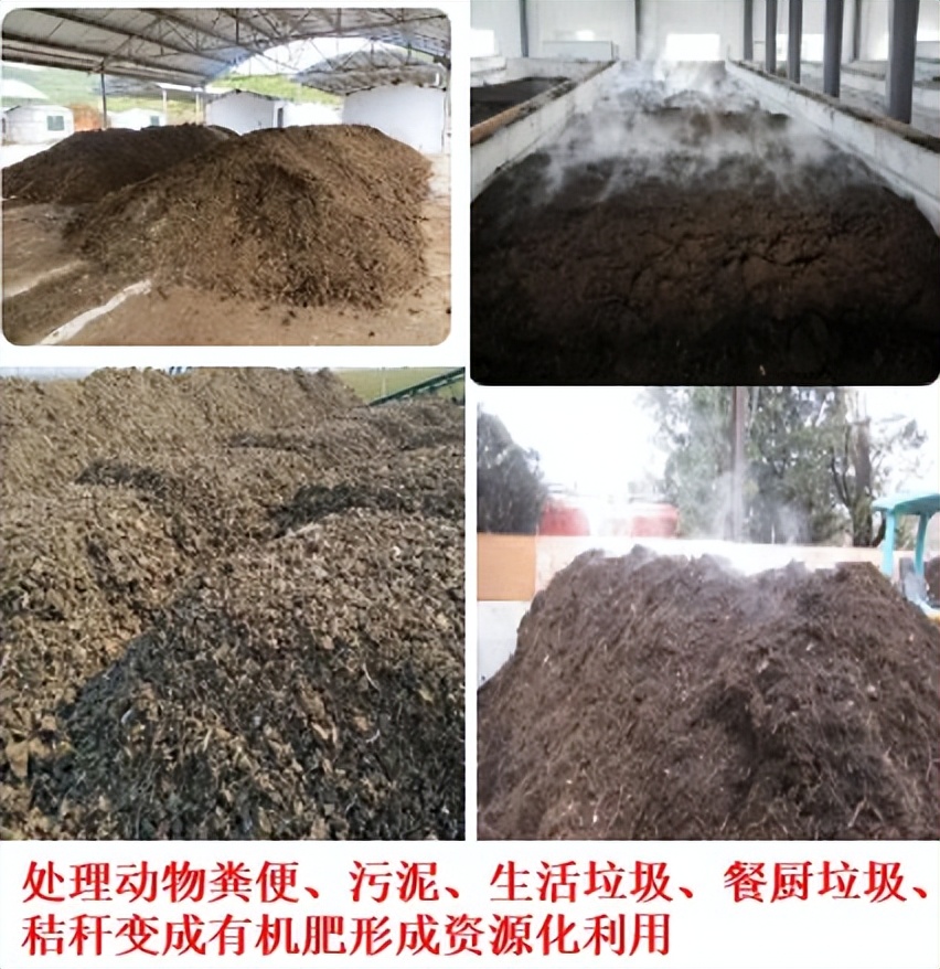 最新的蝇蛆养殖技术_养殖蝇蛆技术视频_养殖最新蝇蛆技术方案