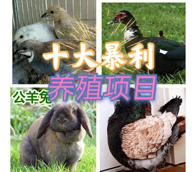 致富经养殖项目，致富经养殖项目视频？