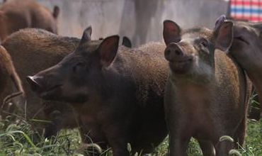 致富经养蝎子视频大全_致富经蝎子养殖技术视频_中央7套致富经养蝎子