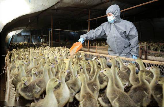 大雁鹅养殖致富_鹅致富养殖大雁图片_大雁鹅饲养