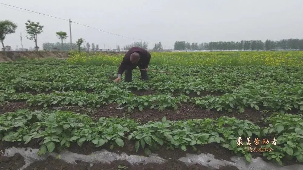 土豆种植视频在线观看_种植土豆的视频_种植土豆致富视频