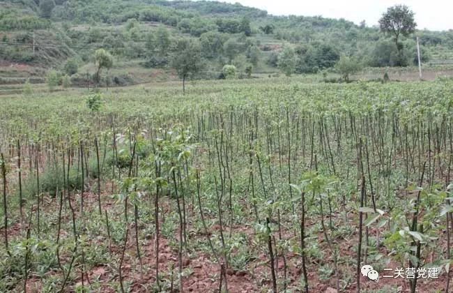 视频种植榛子技术教程_榛子种植技术视频_怎样种植榛子