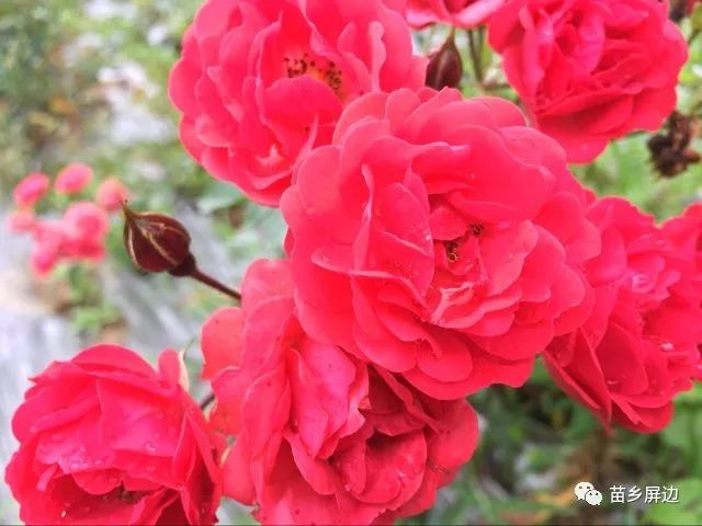 脆柿子种植致富_脆柿的种植_脆柿子种植条件