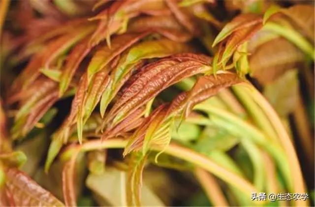 红香椿栽培技术，值得一看，方方面面都有用