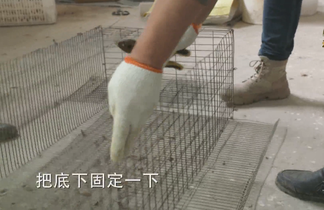 大棚凤梨种植技术_大棚种植凤梨技术视频_大棚凤梨怎么种植