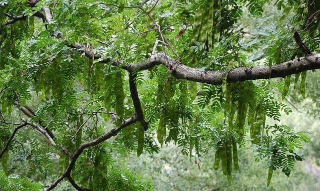 皂角树种植效益分析 皂角树种植市场前景