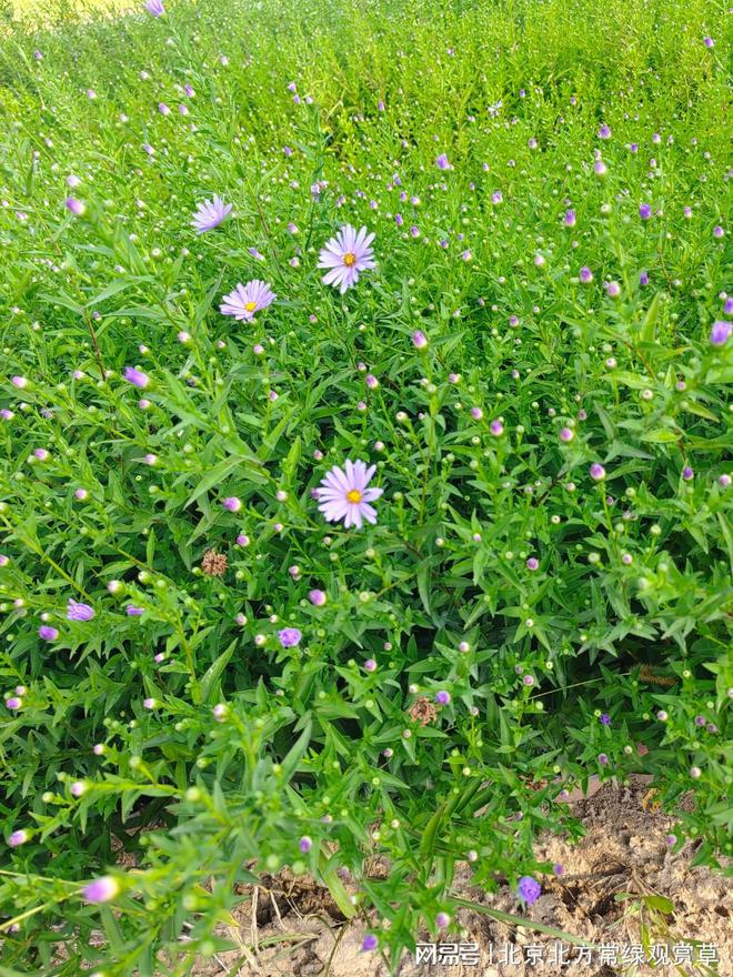 紫菀的种植技术及管理,紫菀的种植方法