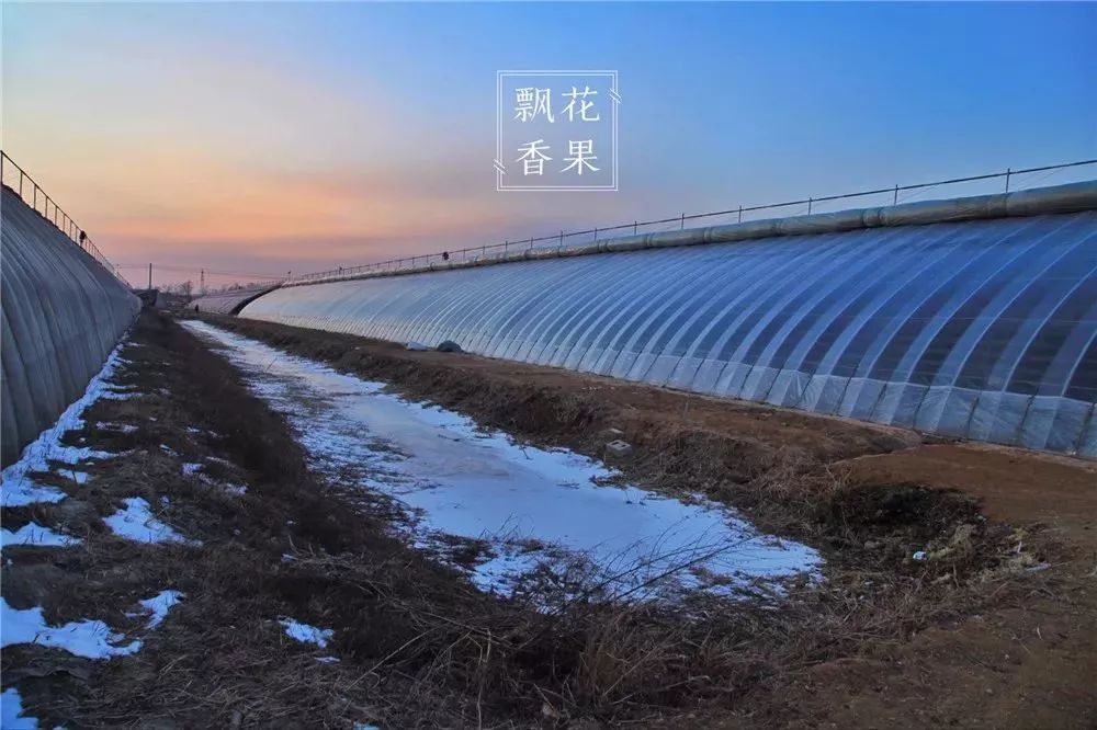 草莓种植技术吧_种植草莓技术哪里学_种植草莓技术及日常管理