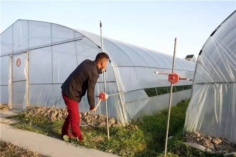 种植草莓技术哪里学_种植草莓技术及日常管理_草莓种植技术吧