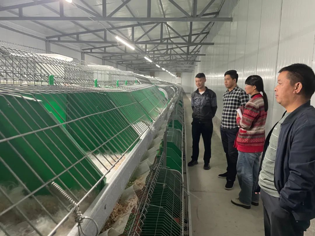 致富经养殖养兔_养殖致富项目兔_致富兔养殖项目介绍