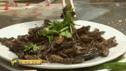 致富养殖牧草项目招标_牧草养殖致富项目_致富经种牧草养殖视频