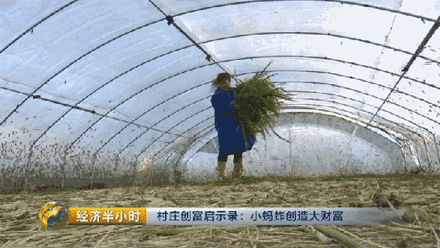 牧草养殖致富项目_致富经种牧草养殖视频_致富养殖牧草项目招标