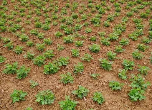 春花菜栽培技术_春花生高产种植技术_春花种植技术与管理