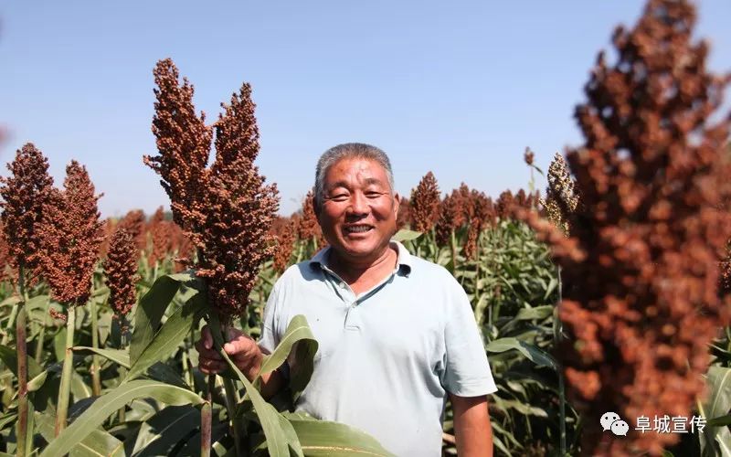 农村种植金银花中药材有补贴吗_种植金银花脱贫致富_种植100亩金银花的政府补贴