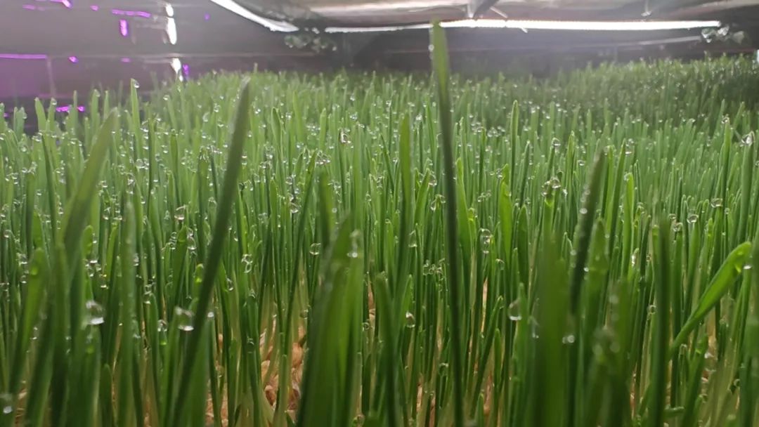 致富养殖牧草项目招标_致富经牧草养猪_牧草养殖致富项目