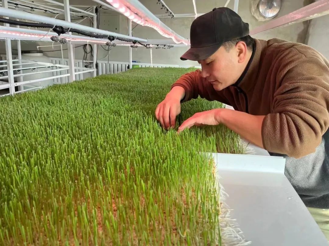 致富养殖牧草项目招标_牧草养殖致富项目_致富经牧草养猪