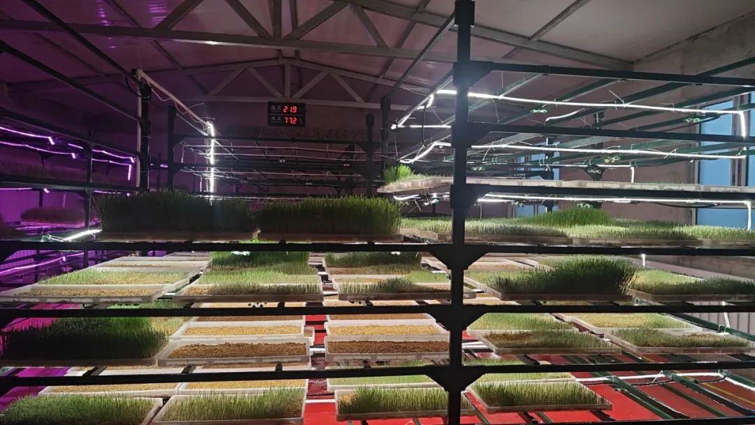 致富养殖牧草项目招标_牧草养殖致富项目_致富经牧草养猪
