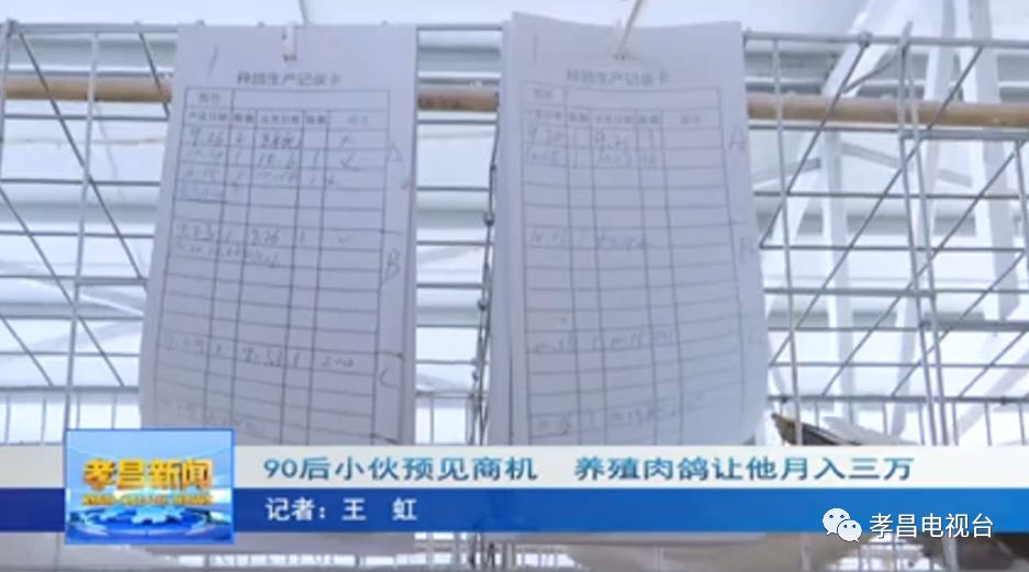 致富经养鸽子创业视频_致富经肉鸽养殖创业_肉鸽养殖致富商