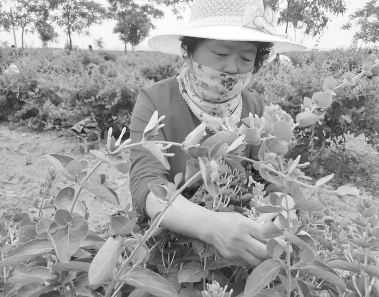 渭南市蒲城县：金银花铺开群众致富路