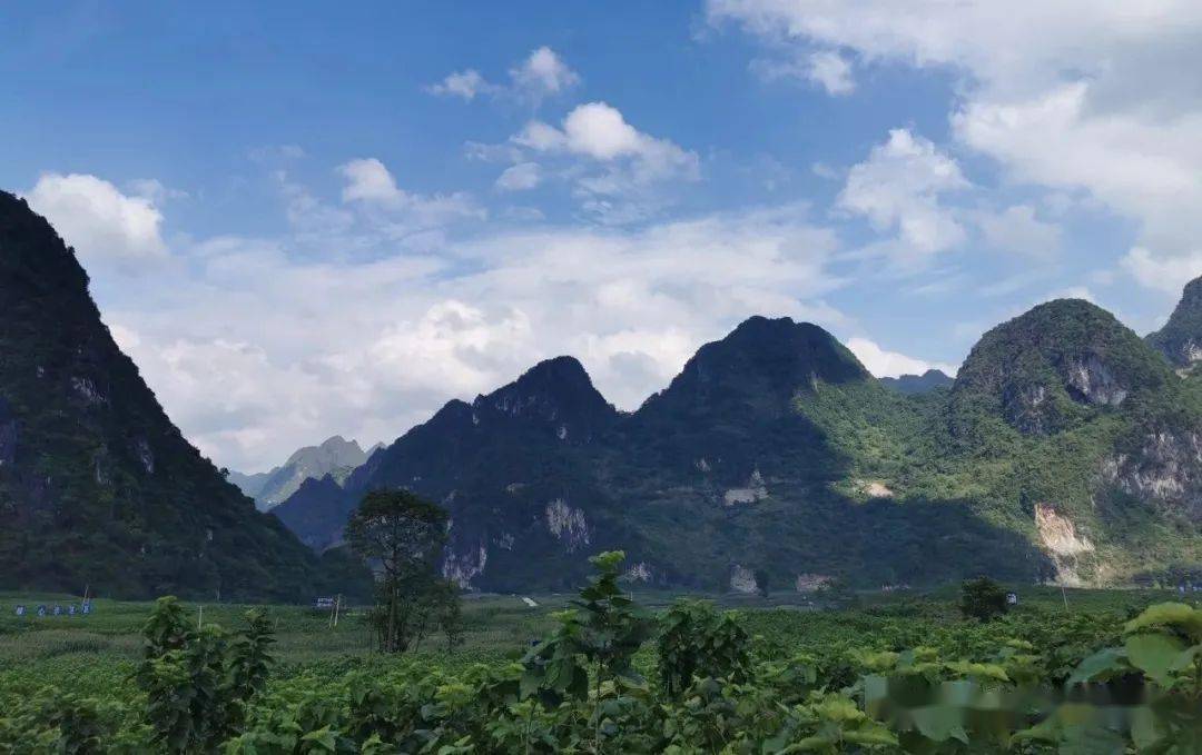 致富经种桑 养蚕_致富桑养蚕种子图片_种桑养蚕的优势条件