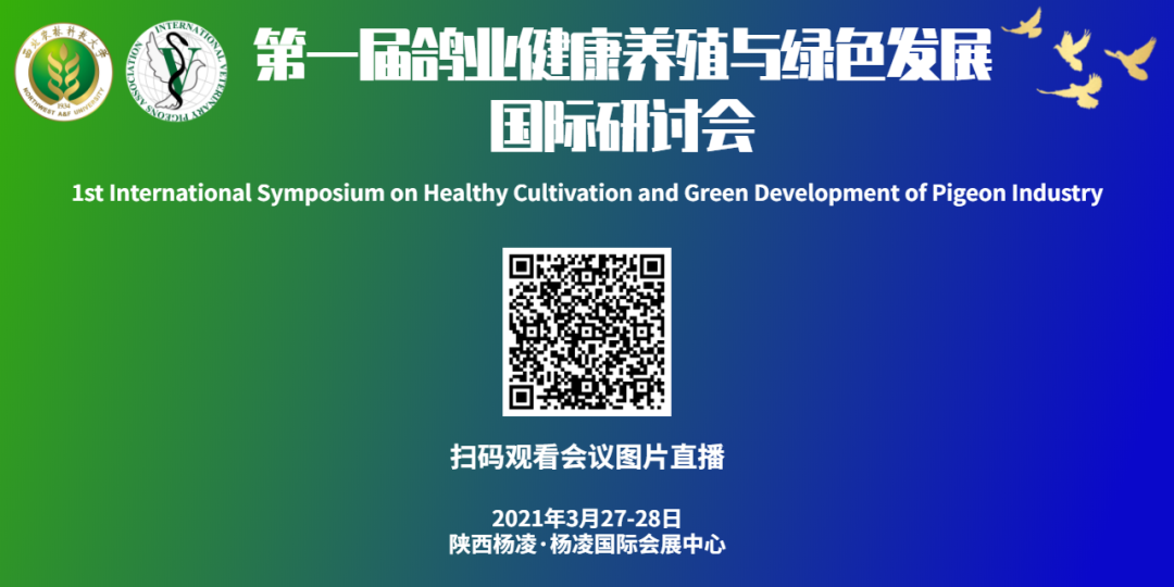 鸽子养殖技术视频下_鸽子养殖视频大全_视频鸽子养殖技术下载大全