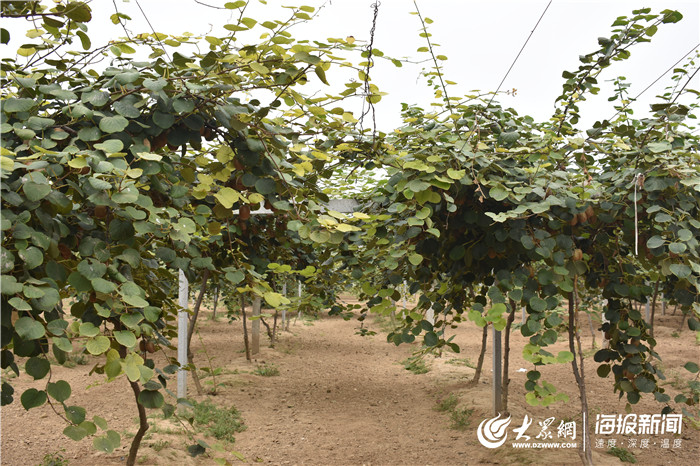 种杨桃赚钱吗_致富种植杨桃图片_种植杨桃致富
