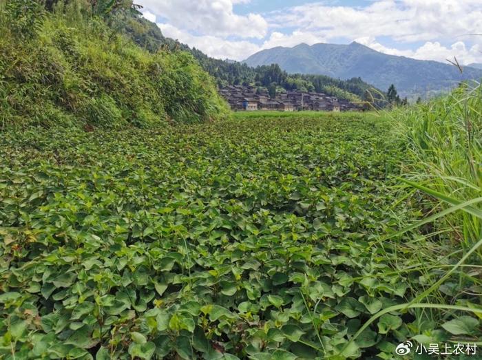 不用打工，在农村种植折耳根能够年入10万，种植技术分享给您