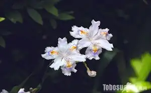 蝴蝶花怎么养 蝴蝶花的养殖方法