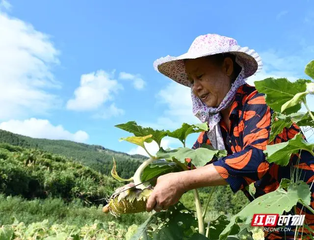 石家庄油葵种植致富_河北油葵种子三大公司_石家庄油葵种植基地