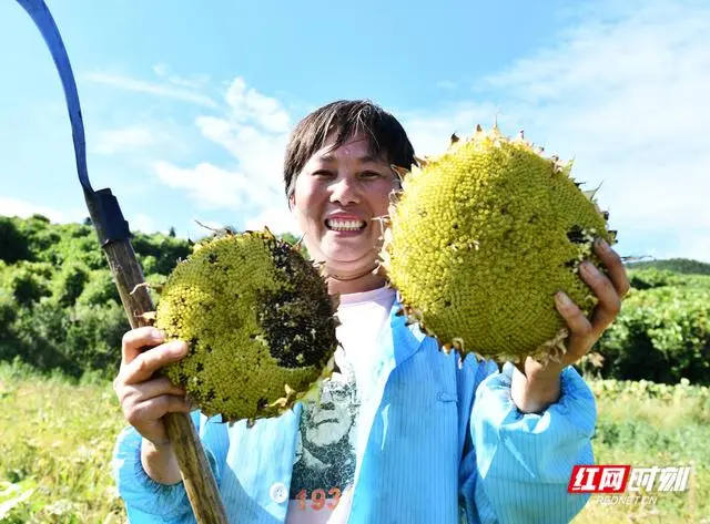石家庄油葵种植致富_石家庄油葵种植基地_河北油葵种子三大公司