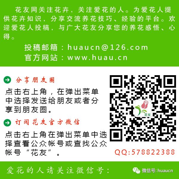 河北红豆杉种植技术_河北省红豆杉种植基地_河北种植红豆杉技术要求