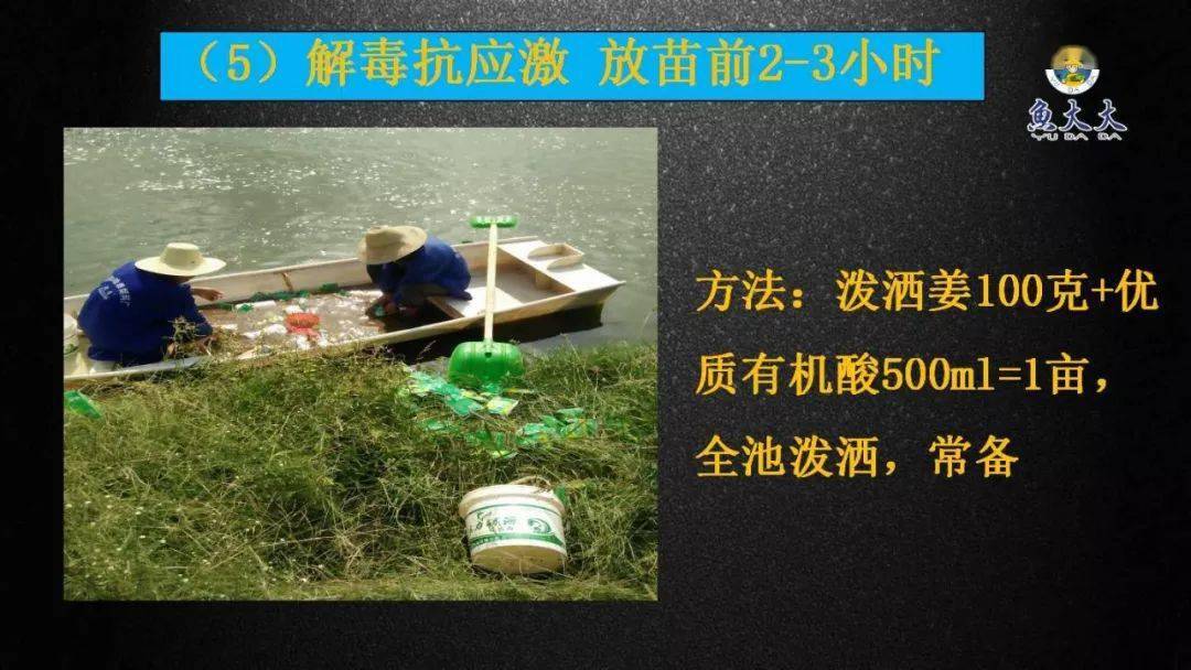 黄颡鱼鱼花养殖技术_湖北黄颡鱼苗_黄花的养殖方法和注意事项