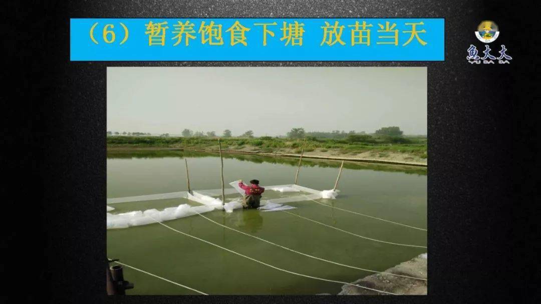 黄颡鱼鱼花养殖技术_黄花的养殖方法和注意事项_湖北黄颡鱼苗