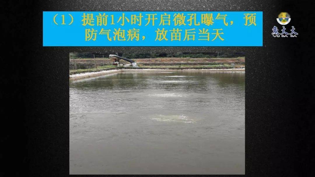 湖北黄颡鱼苗_黄颡鱼鱼花养殖技术_黄花的养殖方法和注意事项