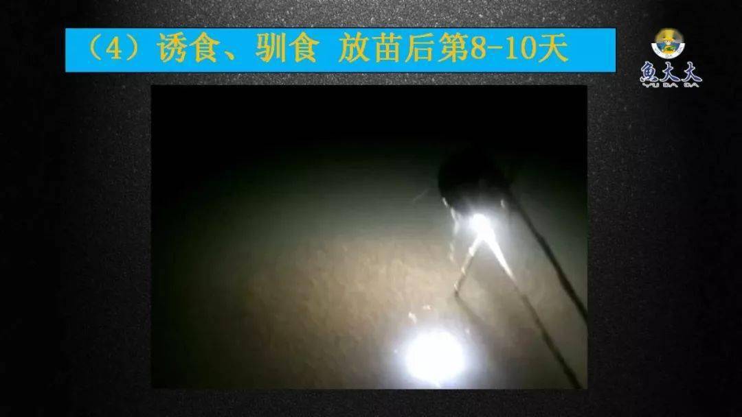 黄花的养殖方法和注意事项_黄颡鱼鱼花养殖技术_湖北黄颡鱼苗