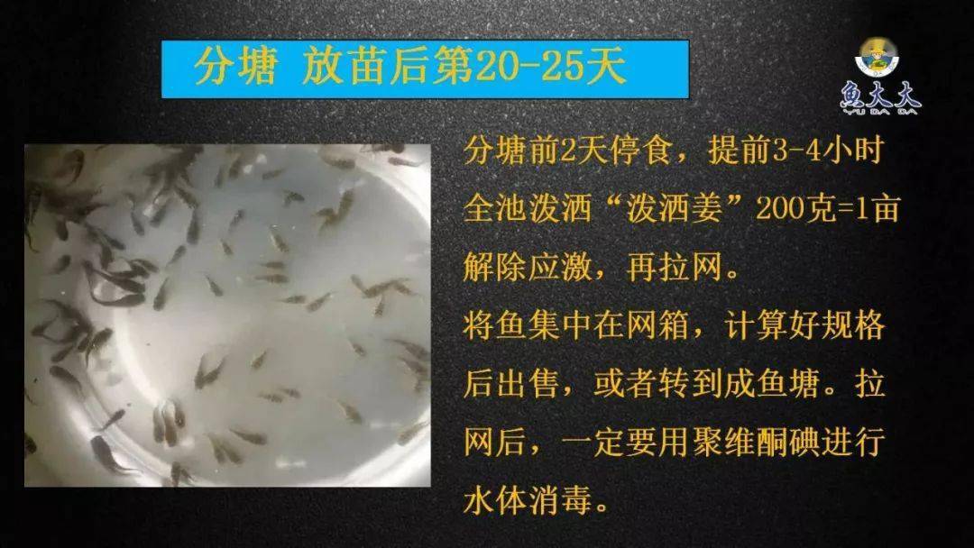 黄颡鱼鱼花养殖技术_黄花的养殖方法和注意事项_湖北黄颡鱼苗