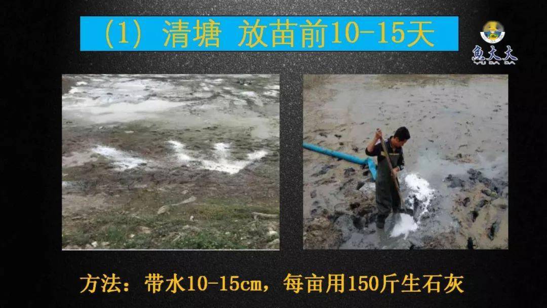 湖北黄颡鱼苗_黄颡鱼鱼花养殖技术_黄花的养殖方法和注意事项